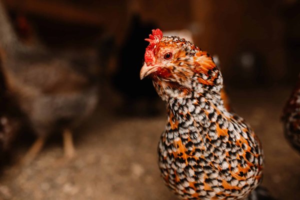 Quelles sont les meilleures façons de porter des imprimés floraux au travail ?